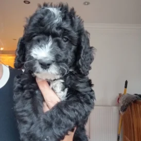 Cockapoo - Both