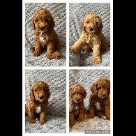 Cockapoo - Both