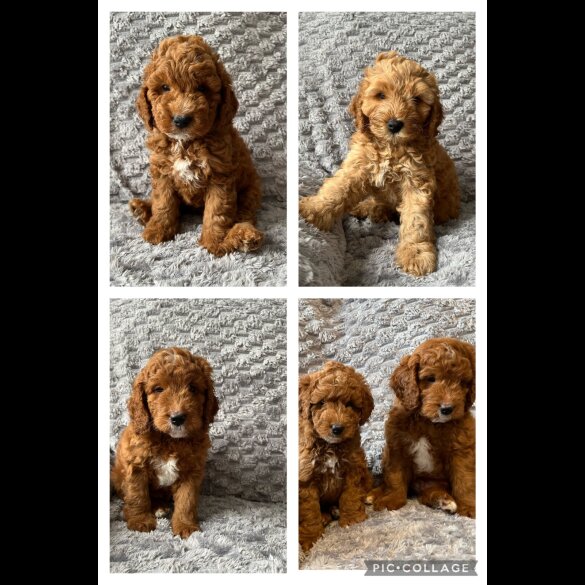 Cockapoo - Both