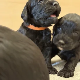 Cockapoo - Both