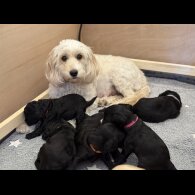 Cockapoo - Both