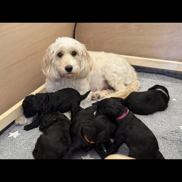 Cockapoo - Both