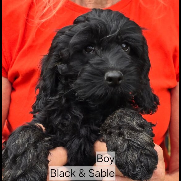 Cockapoo - Both