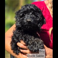 Cockapoo - Both