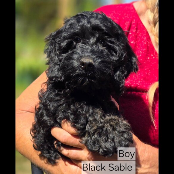Cockapoo - Both
