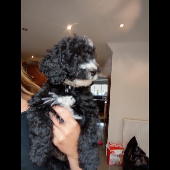 Cockapoo - Both