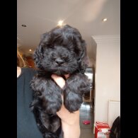 Cockapoo - Both