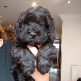Cockapoo - Both