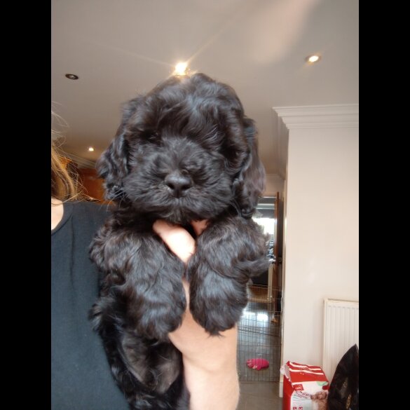 Cockapoo - Both