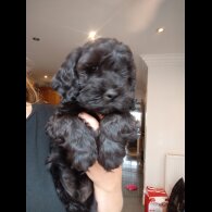 Cockapoo - Both