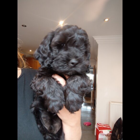 Cockapoo - Both
