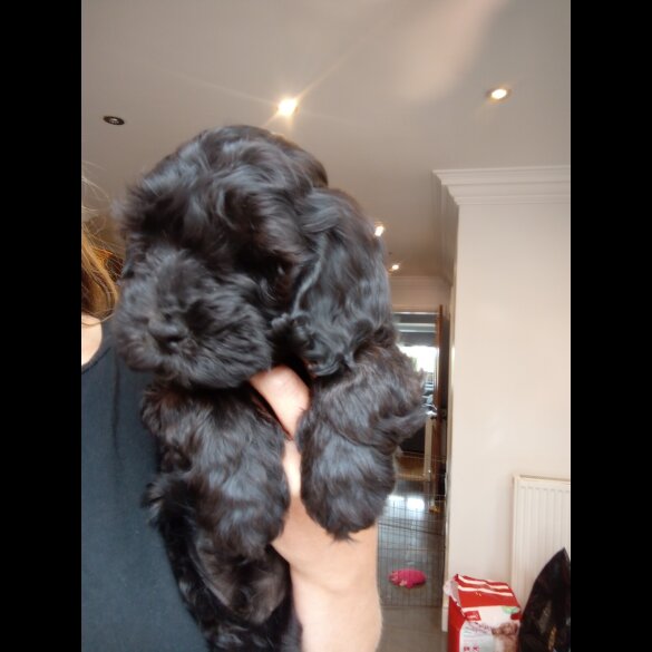 Cockapoo - Both