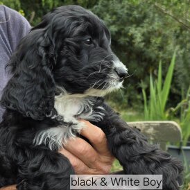 Cockapoo - Both