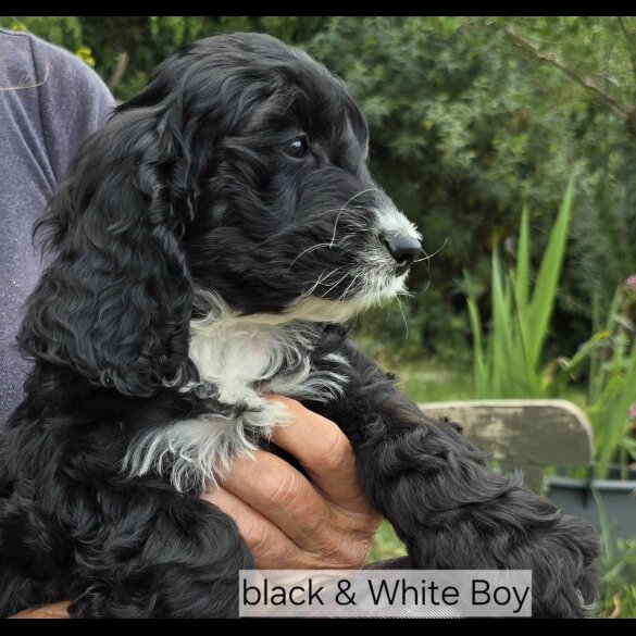 Cockapoo - Both