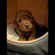 Cockapoo - Both