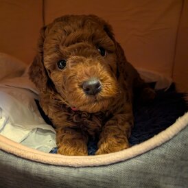 Cockapoo - Both