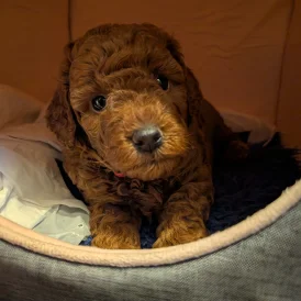 Cockapoo - Both