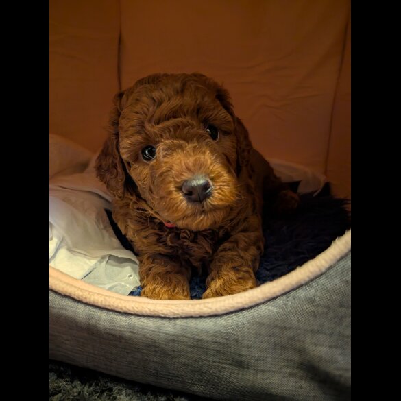 Cockapoo - Both