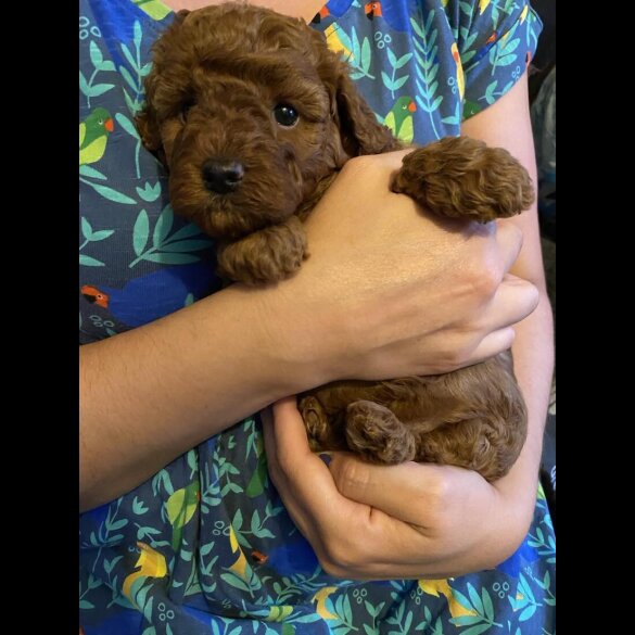 Cockapoo - Both