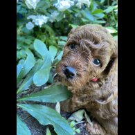 Cockapoo - Both