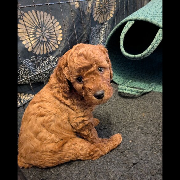 Cockapoo - Both