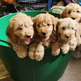 Cockapoo - Bitches