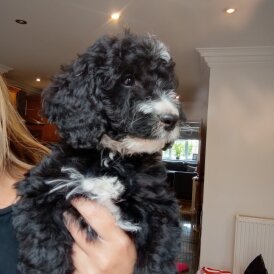 Cockapoo - Both