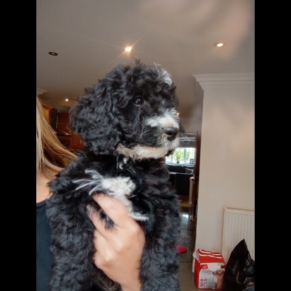 Cockapoo - Both