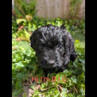 Cockapoo - Dogs