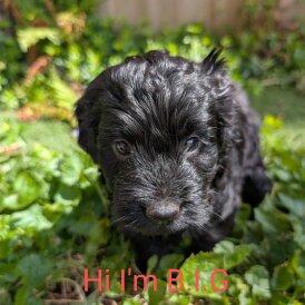 Cockapoo - Both