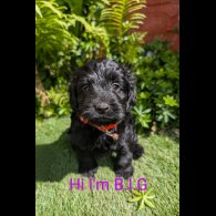 Cockapoo - Dogs