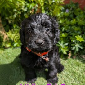 Cockapoo - Dogs
