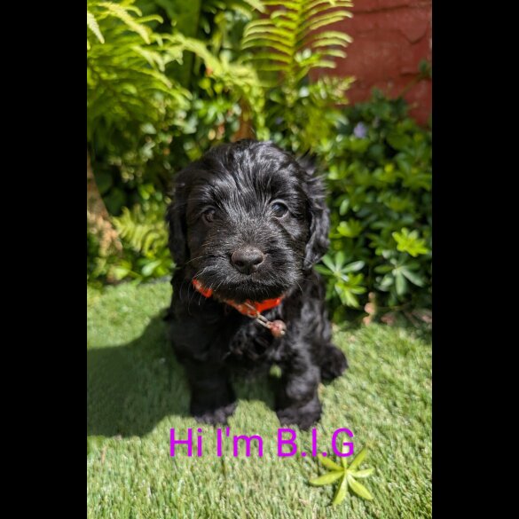 Cockapoo - Dogs