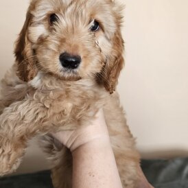 Cockapoo - Bitches