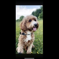 Cockapoo - Both