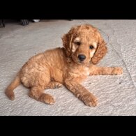 Cockapoo - Both