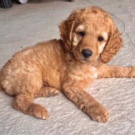 Cockapoo - Both