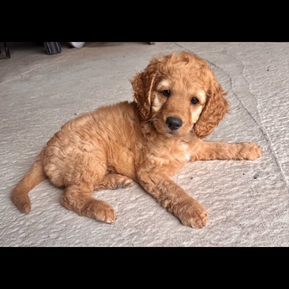 Cockapoo - Both