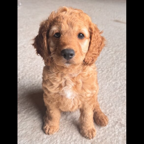 Cockapoo - Both