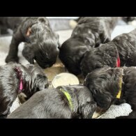 Cockapoo - Both