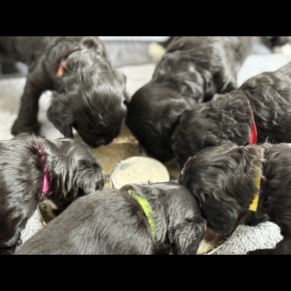 Cockapoo - Both
