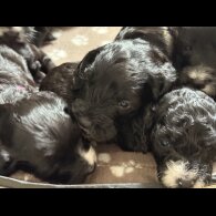 Cockapoo - Both