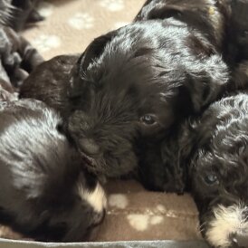 Cockapoo - Both
