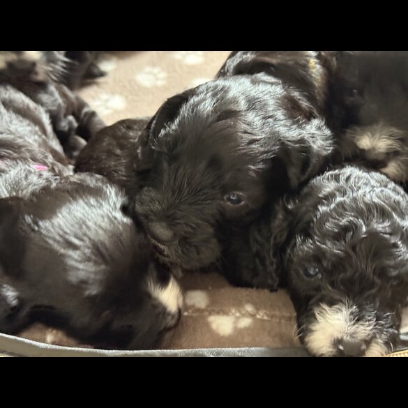 Cockapoo - Both