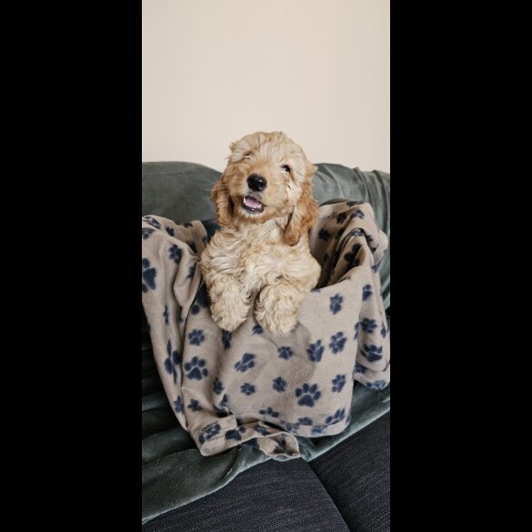 Cockapoo - Bitches