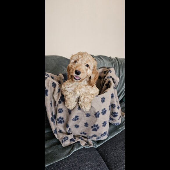 Cockapoo - Bitches