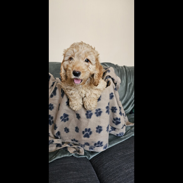 Cockapoo - Bitches