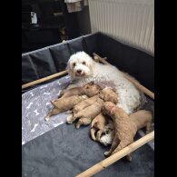 Cockapoo - Both