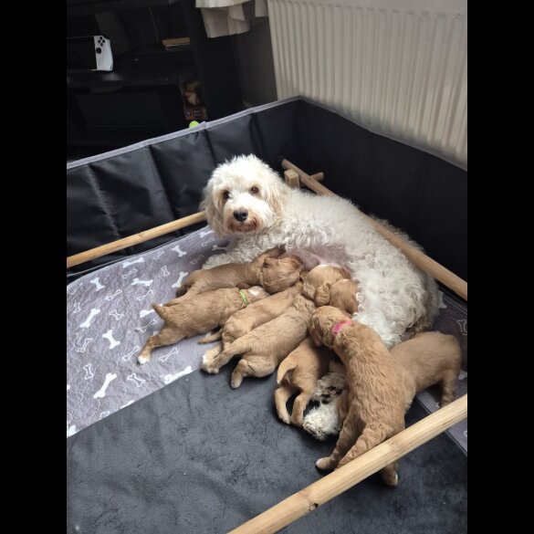 Cockapoo - Both