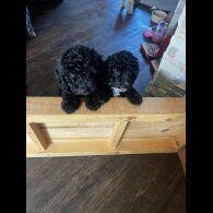 Cockapoo - Both